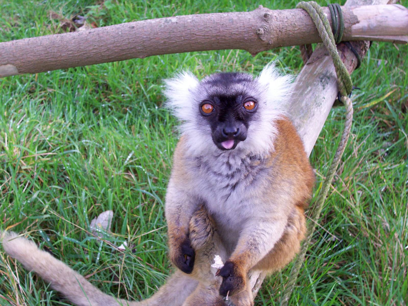 Black Lemur, female.