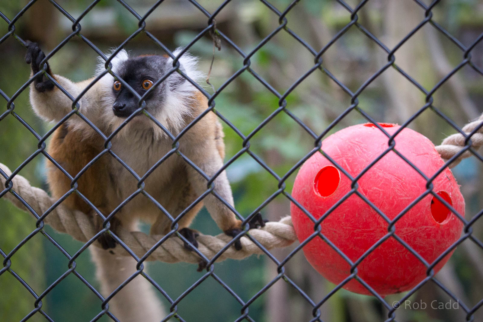 Black lemur : Howletts : 14 Oct 2014
