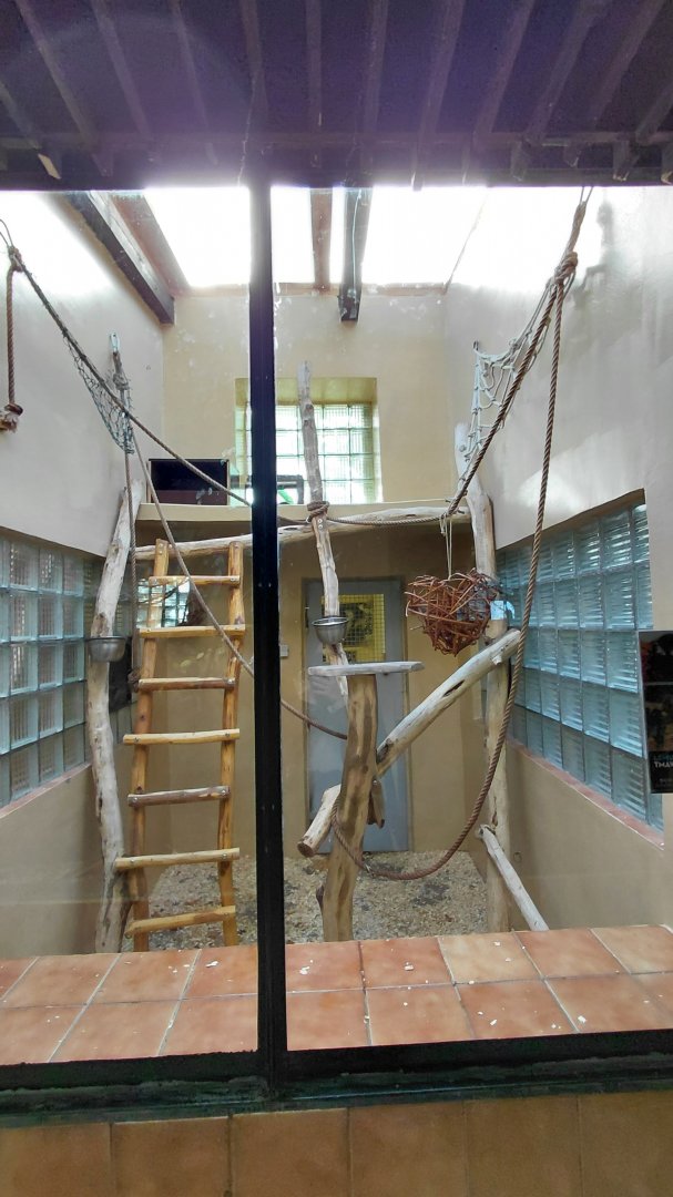 Black lemur indoor exhibit