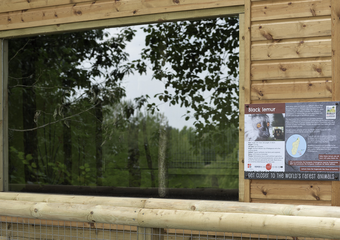Black lemur indoor viewing