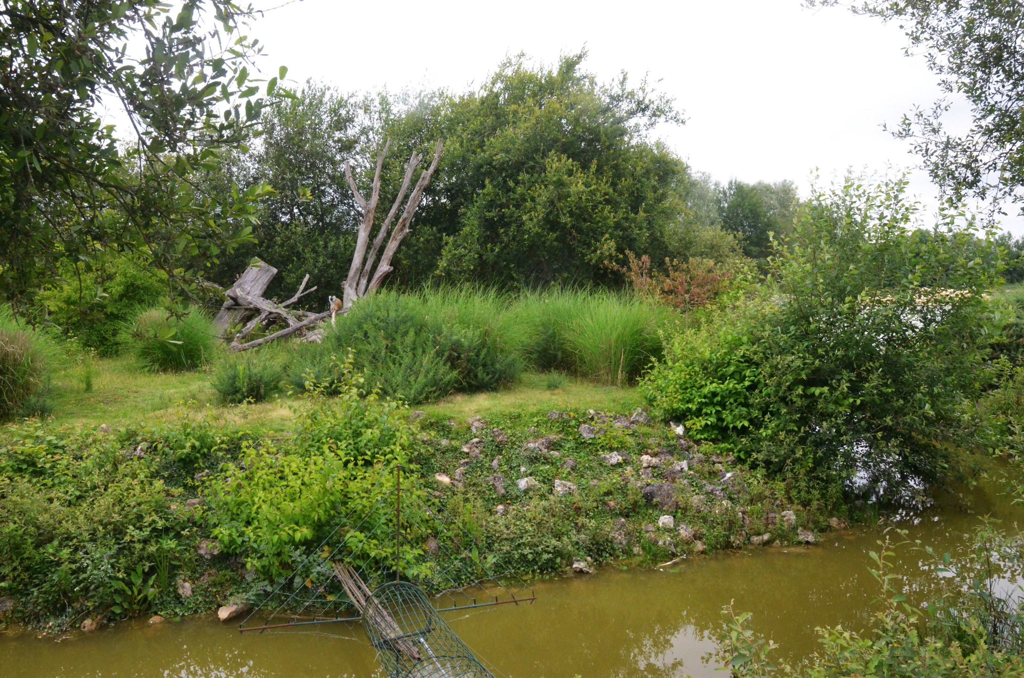 Black Lemur Island at Haute-Touche, 14/06/18