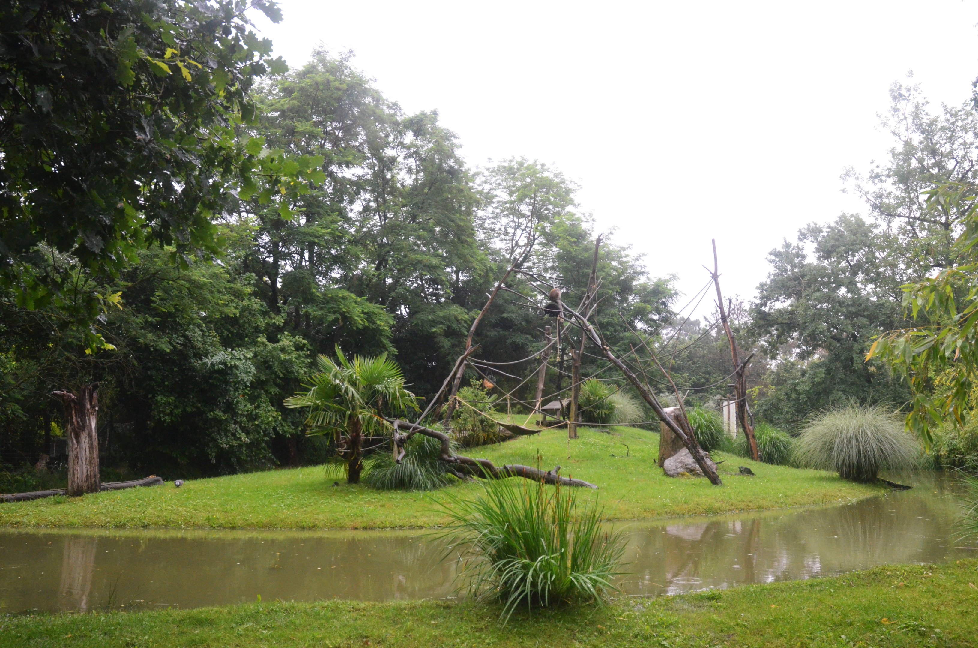 Black Lemur Island at La Flèche, 11/06/18