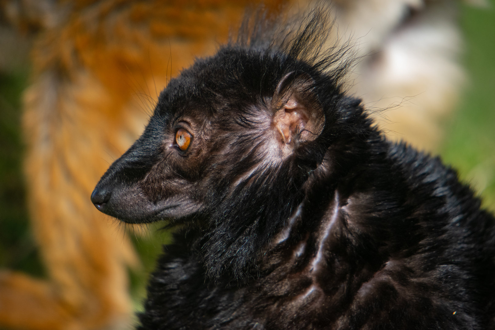 Black Lemur - male