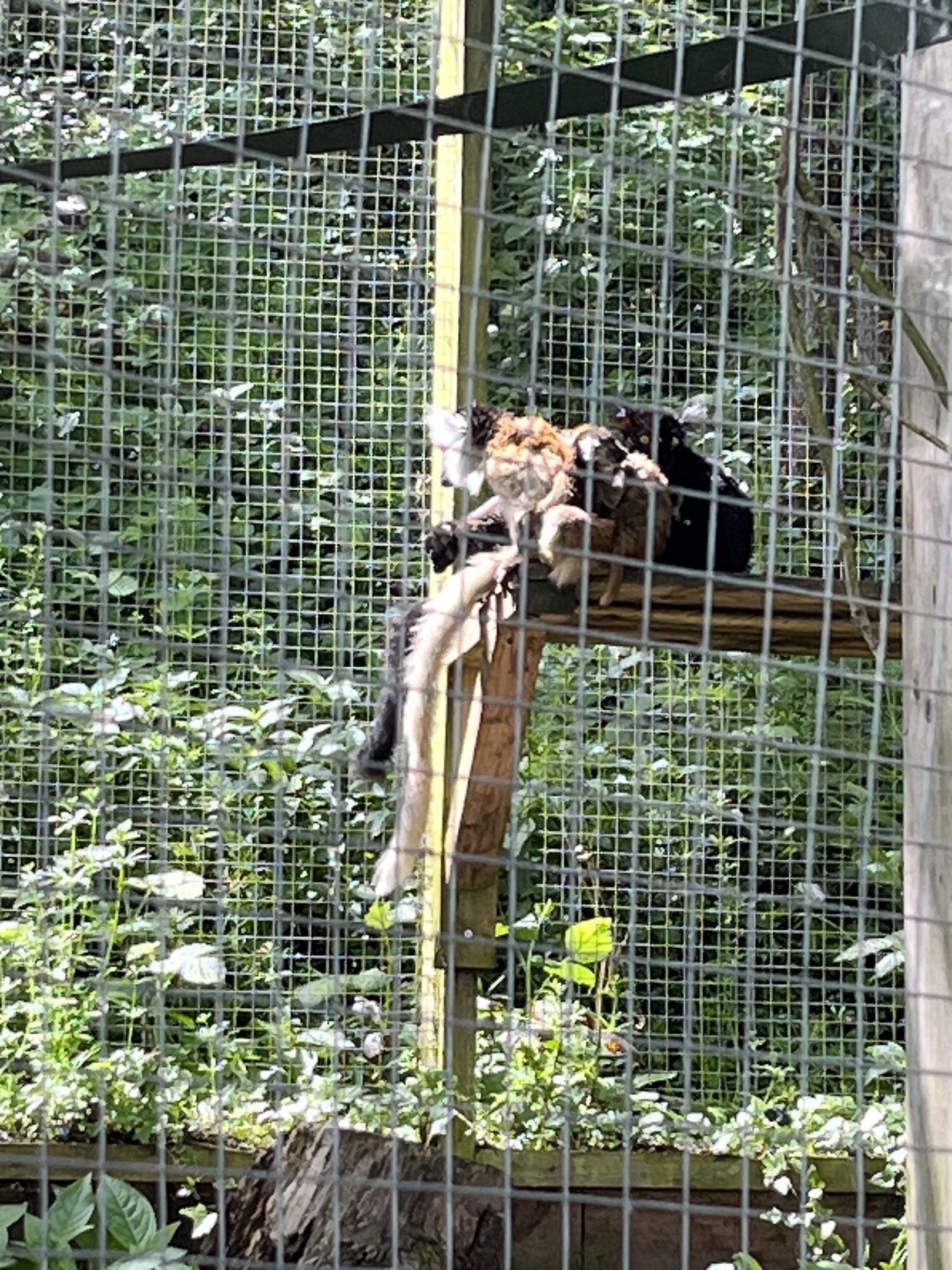 Black lemur mum, dad, brother and sister