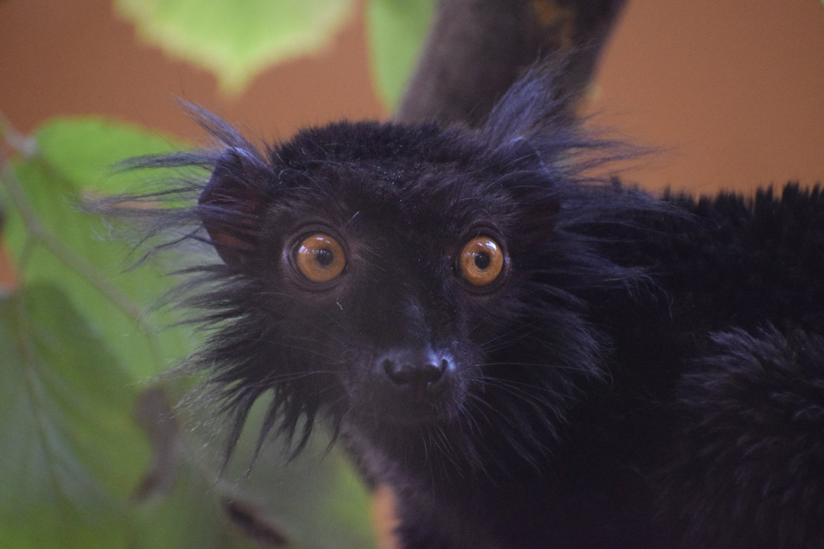 Black lemur - October 2023