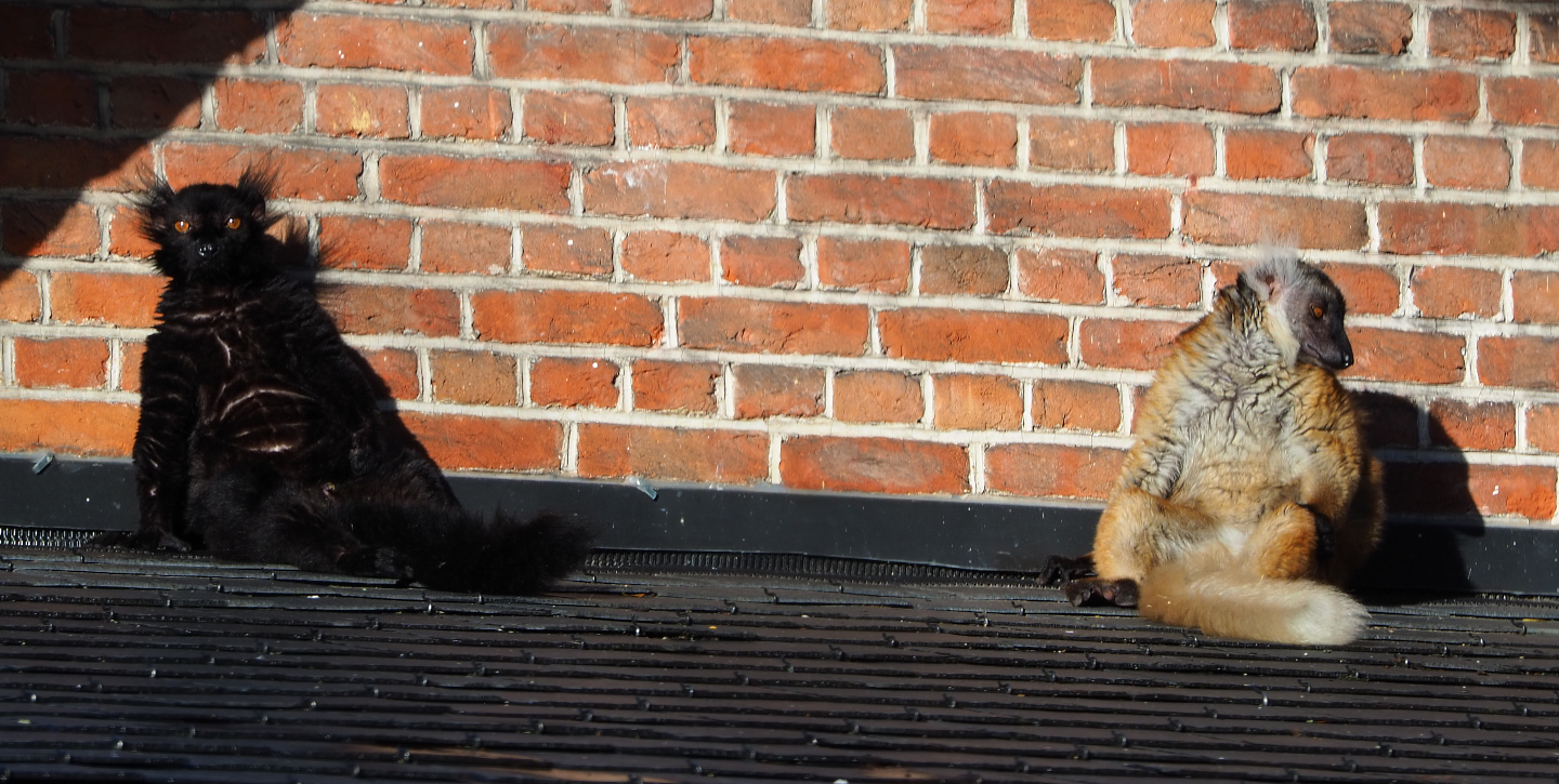 Black lemur pair (Eulemur macaco), 2020-10-10