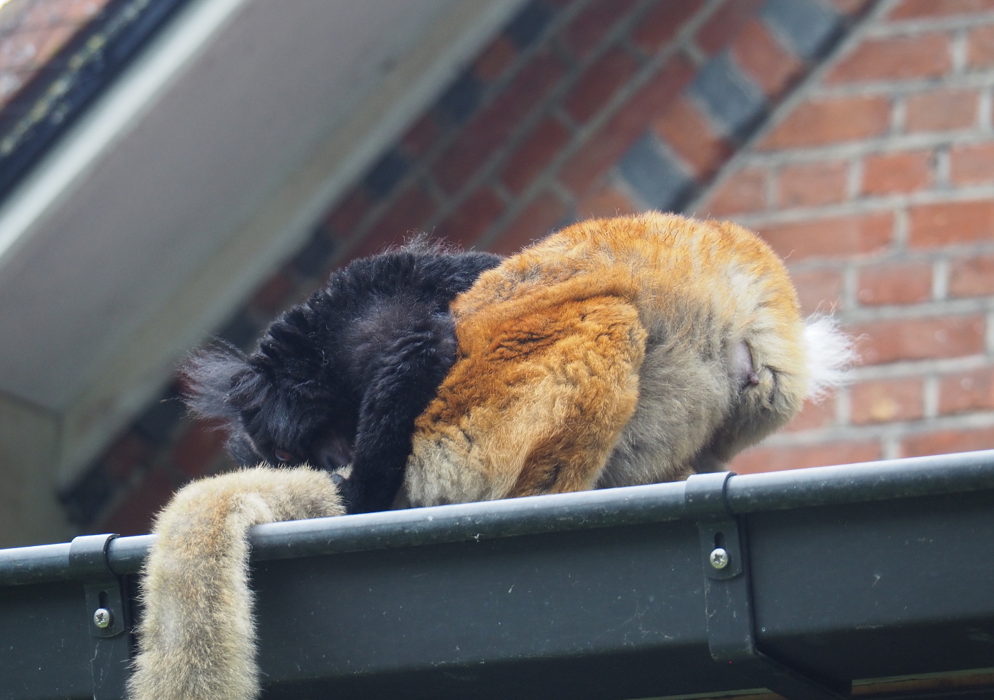 Black lemur pair (Eulemur macaco), 2021-07-03