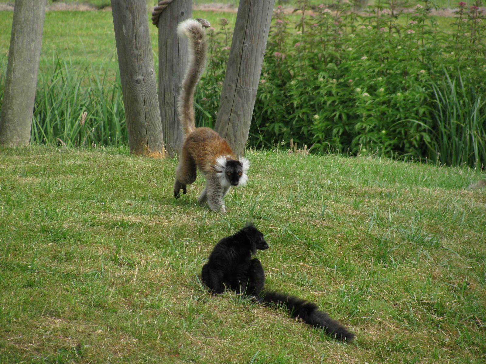 Black Lemur pair