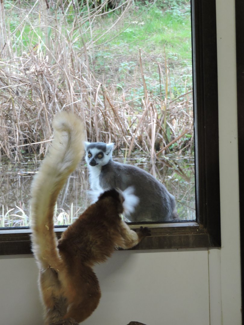 Black Lemur & Ring Tailed Lemur