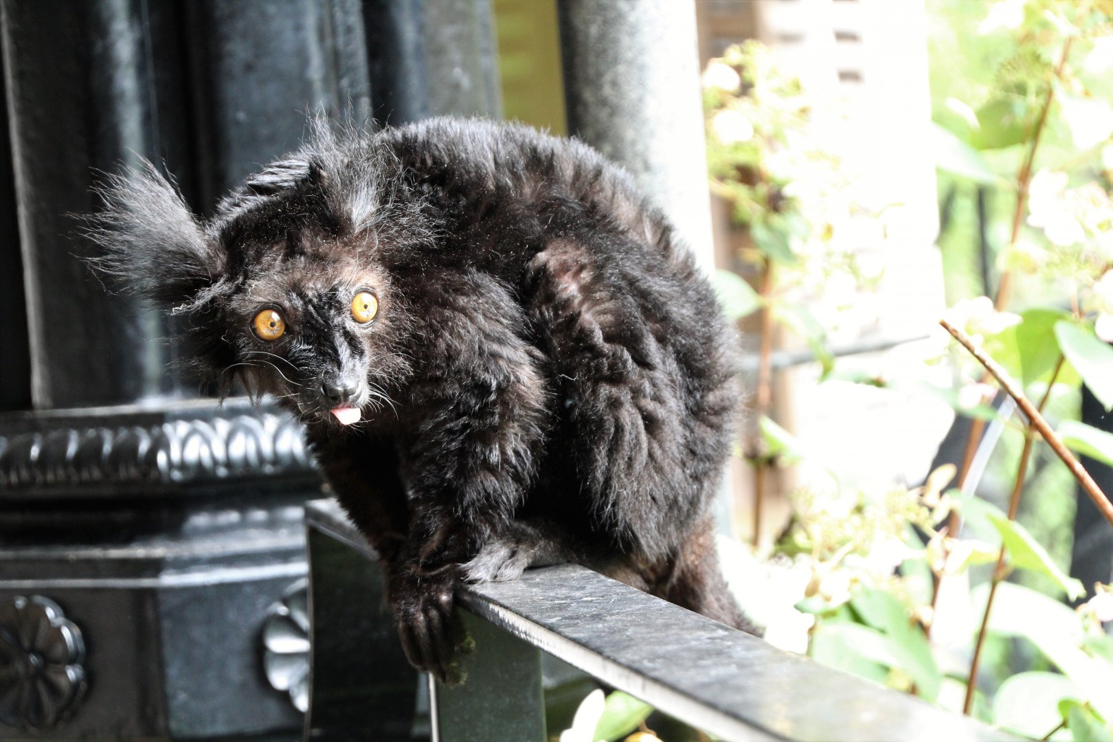 Black Lemur - September 2018