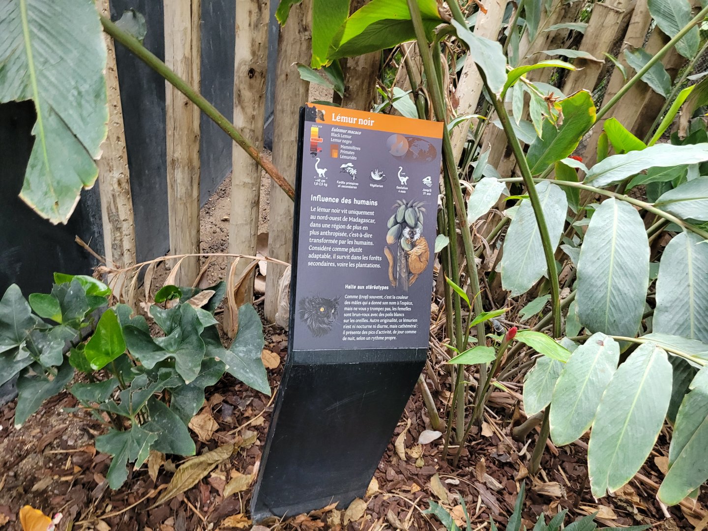 Black lemur sign -Parc Zoologique de Paris (2022)