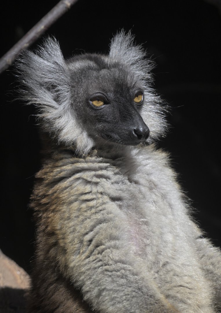 Black lemur sunbathing
