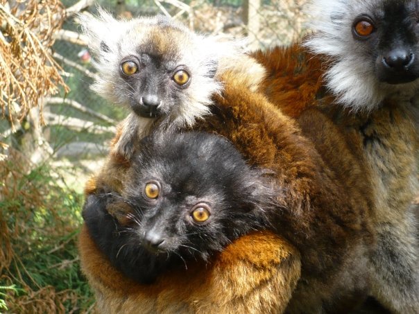 Black lemur twins
