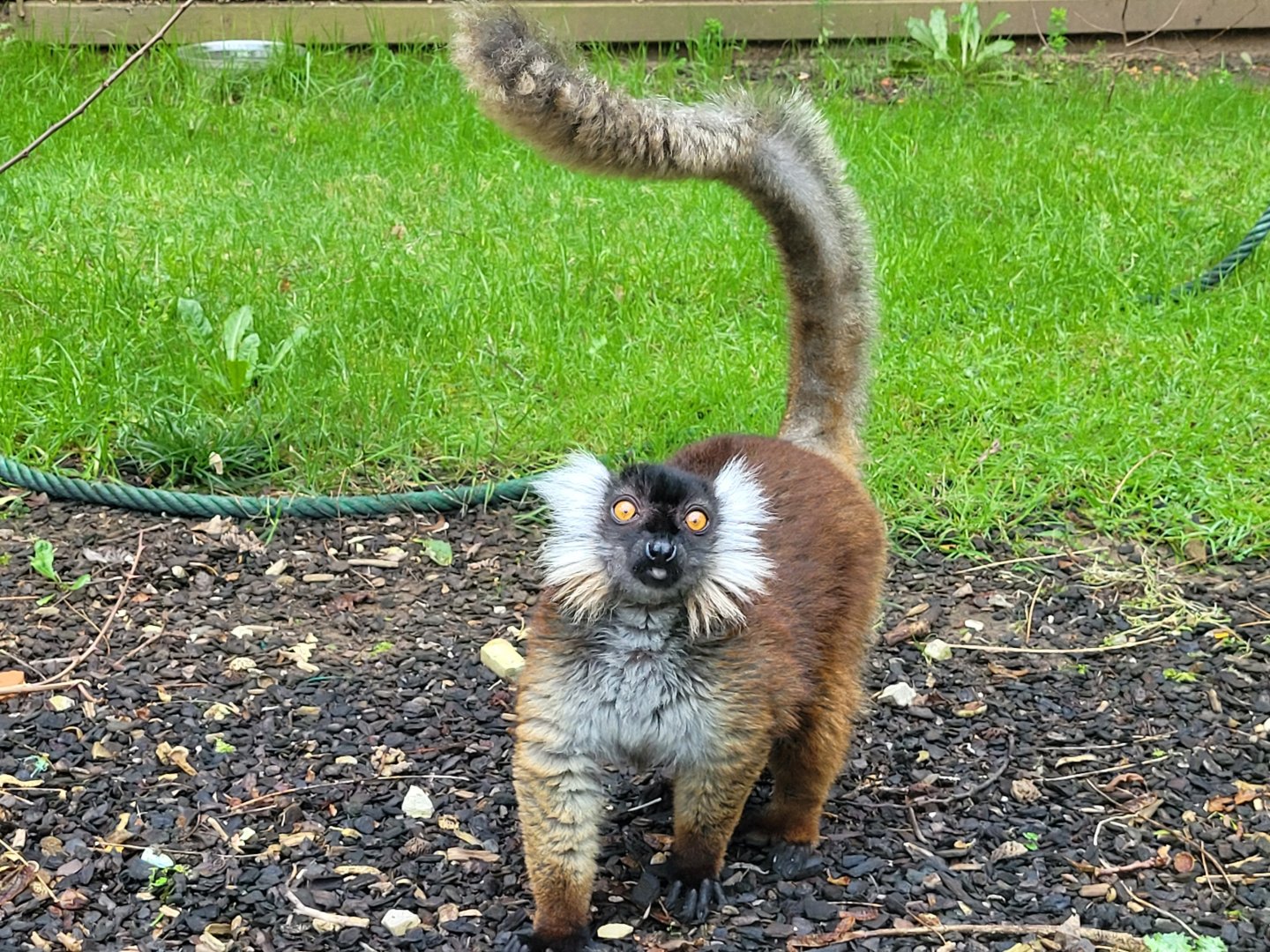 Black lemur -Zoo de Santillana del Mar (2023)