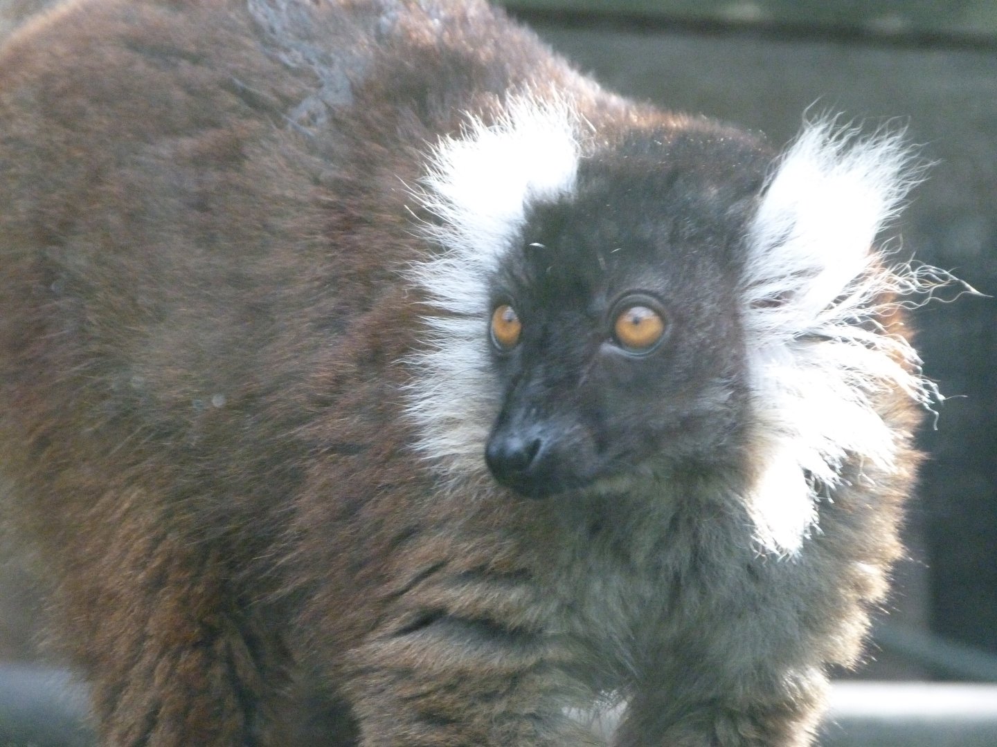 Black lemur -Zoo de Santillana del Mar (2024)