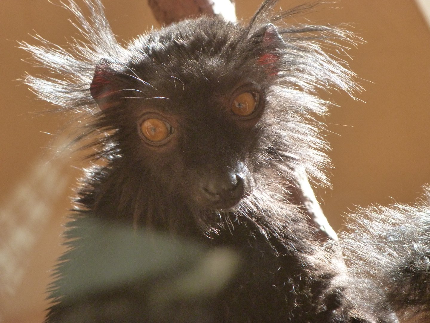 Black lemur -Zoo Plzeň (2025)