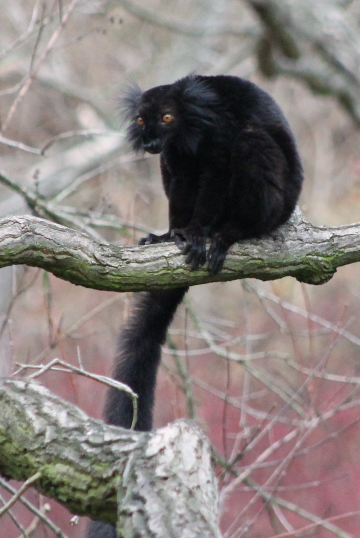 Black lemur