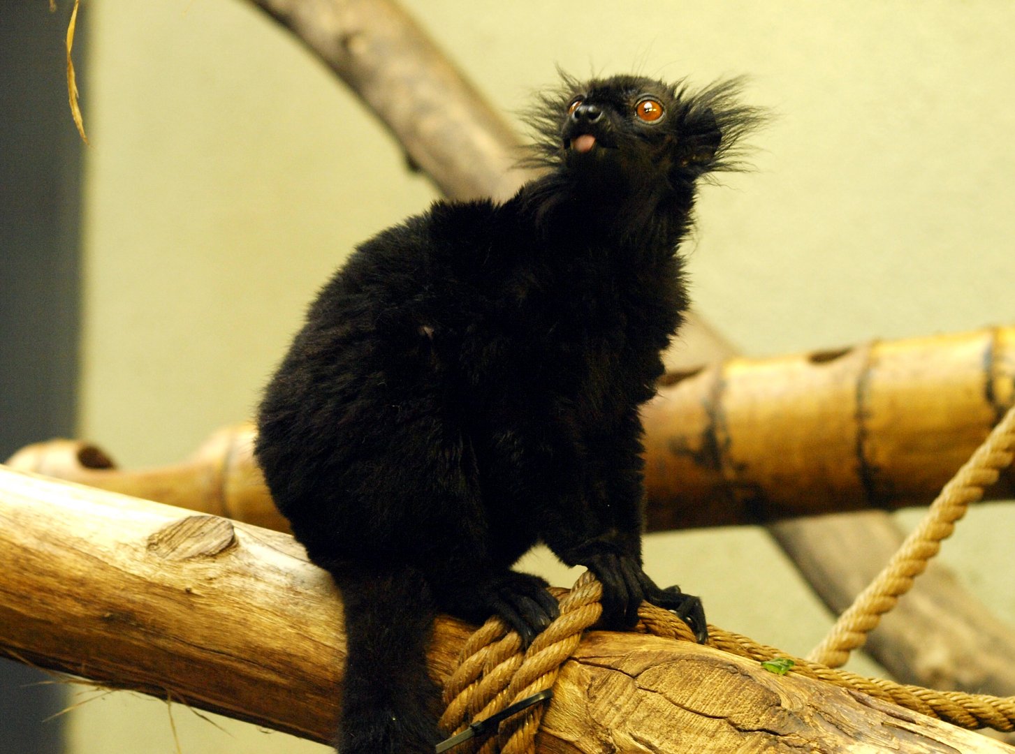 Black lemur