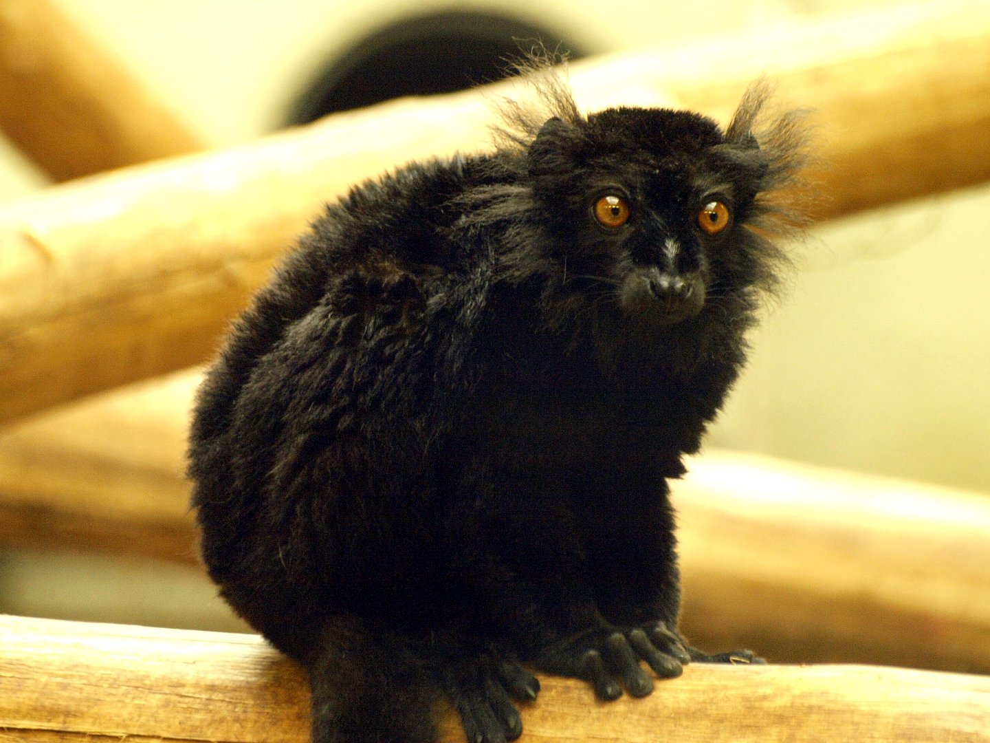 Black lemur
