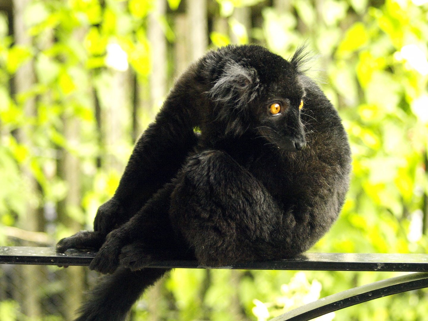 Black lemur