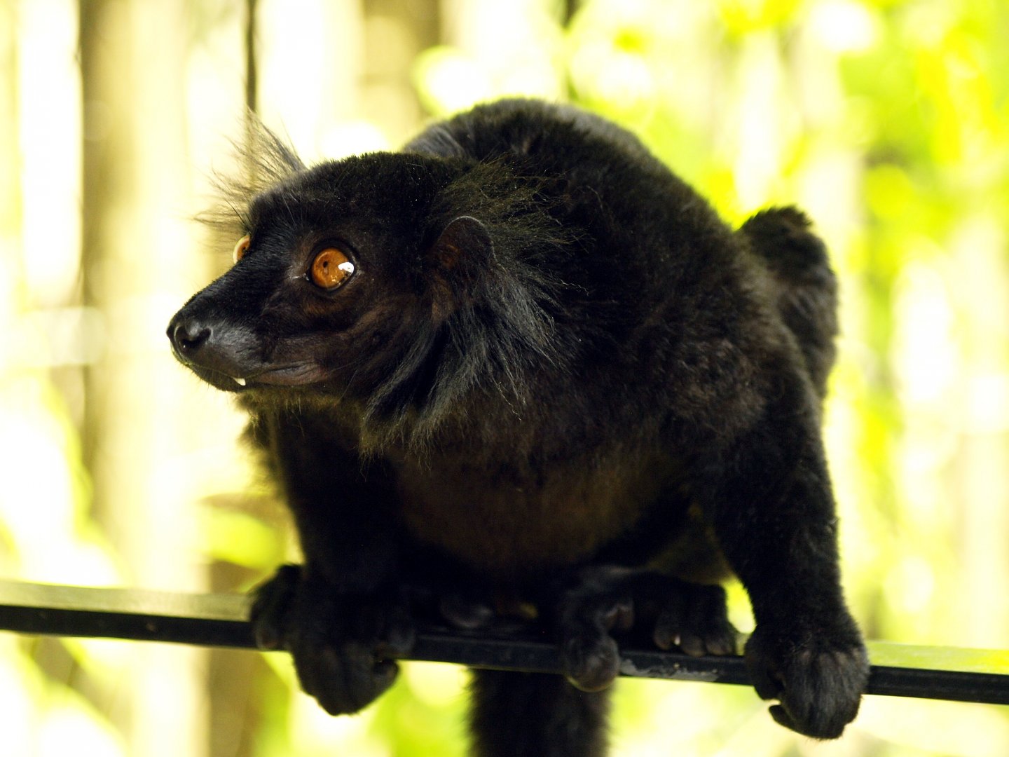 Black lemur