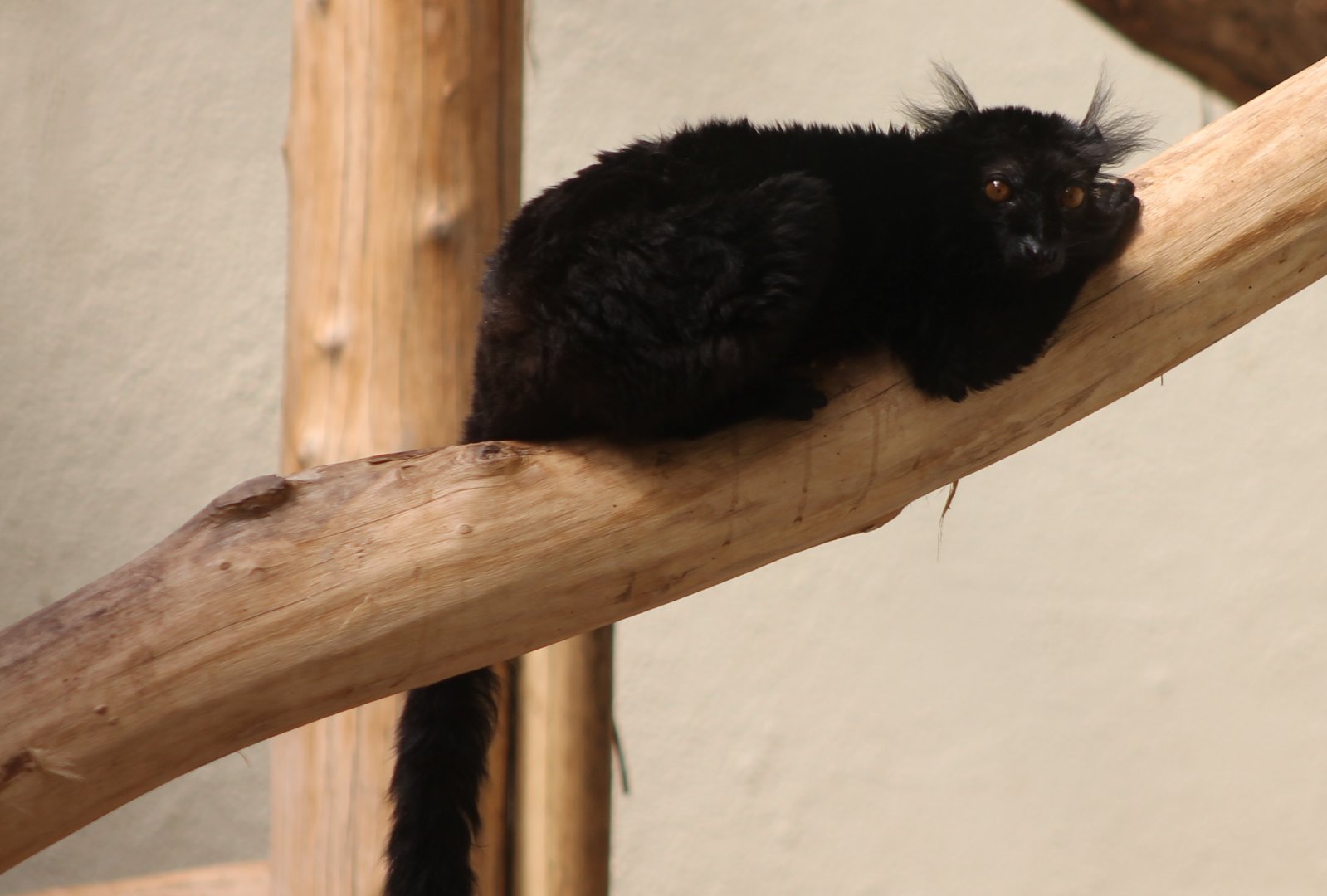 Black lemur