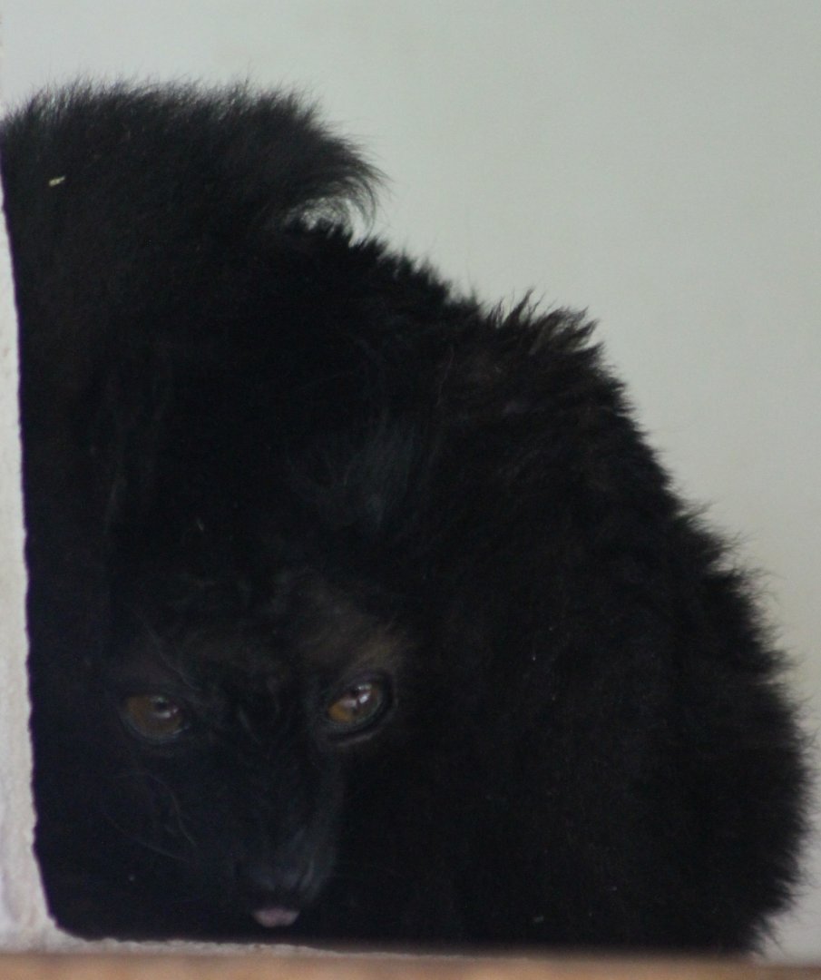 Black lemur