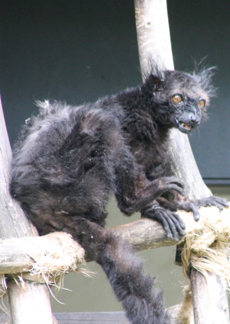 Black lemur