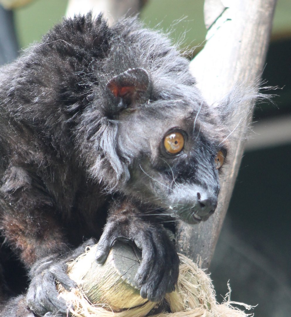 Black lemur