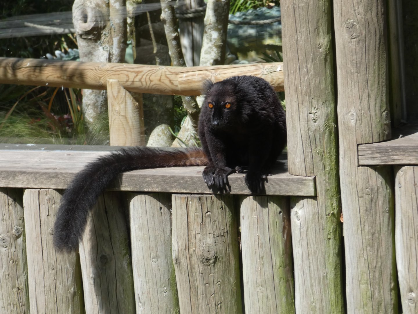 Black lemur