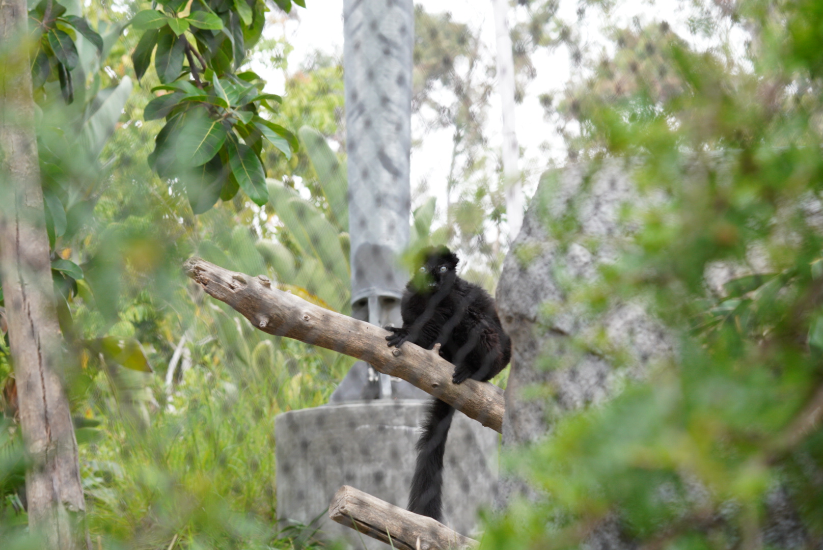Black Lemur