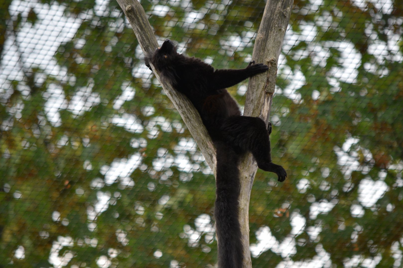 Black lemur