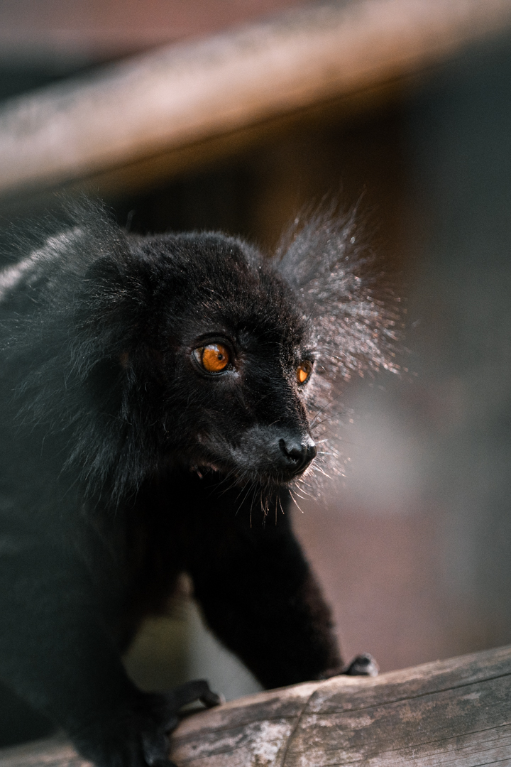 Black Lemur