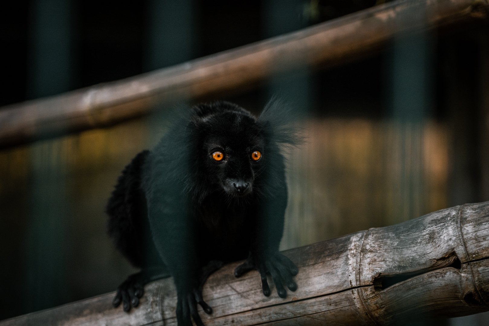 Black Lemur