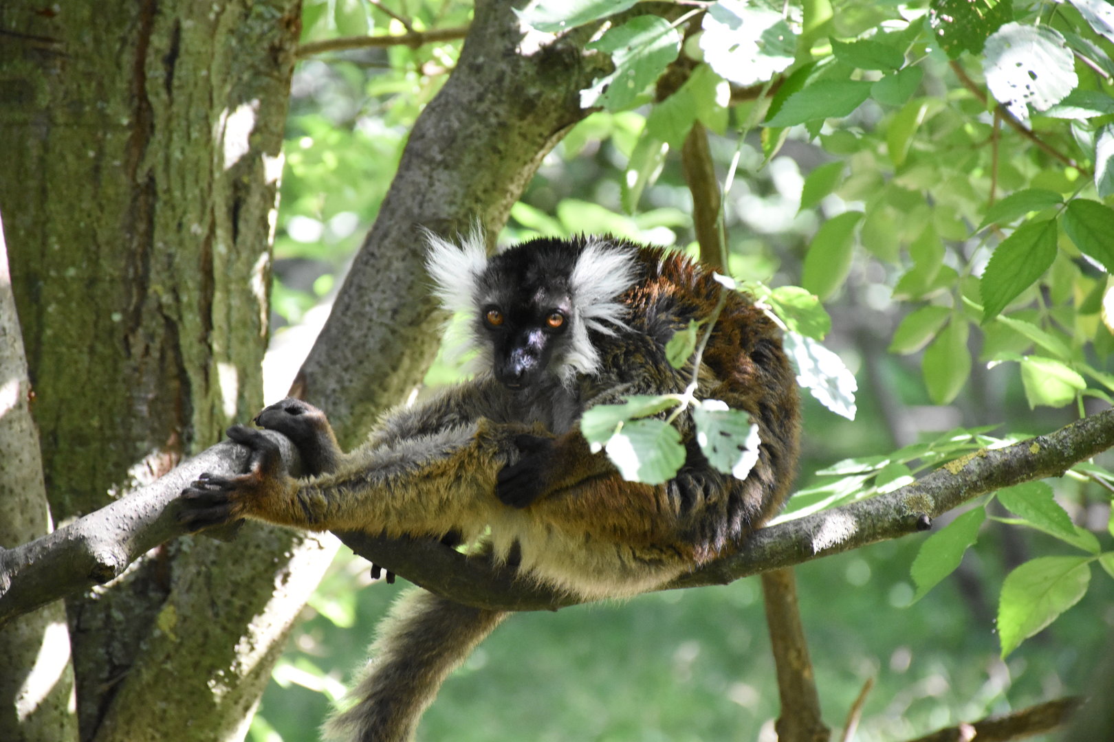 Black lemur
