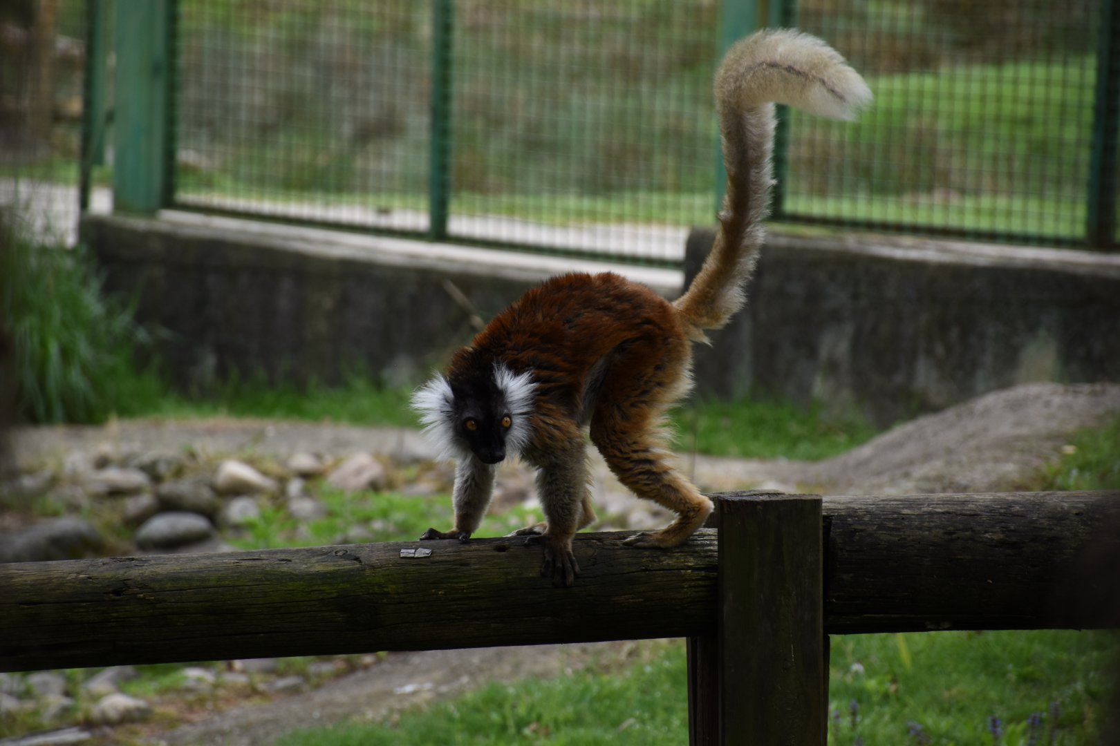 Black lemur