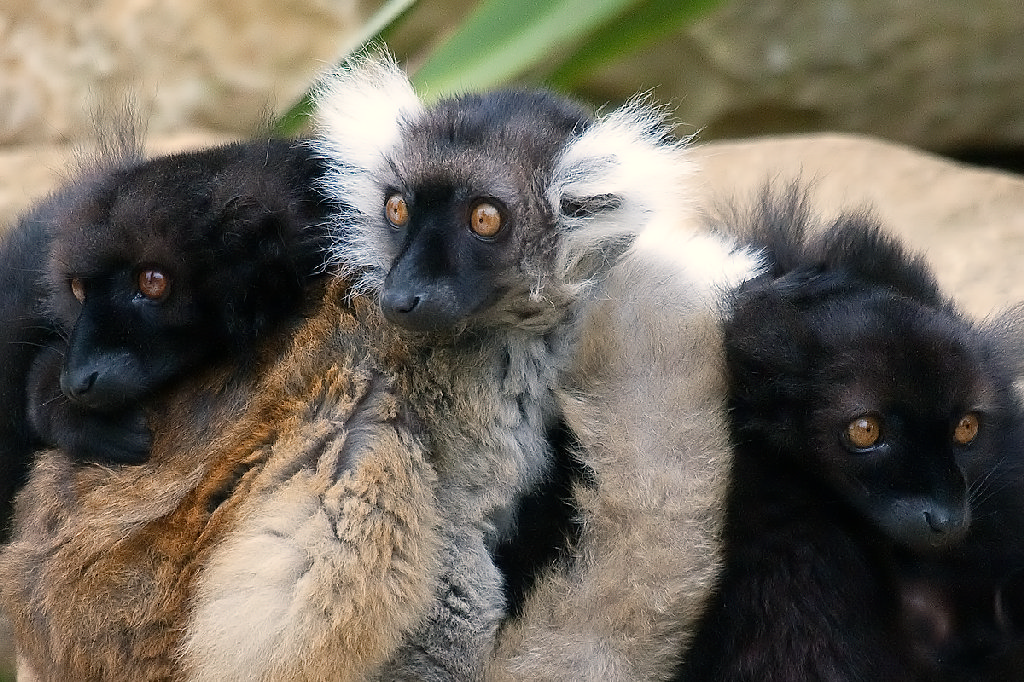 Black Lemur