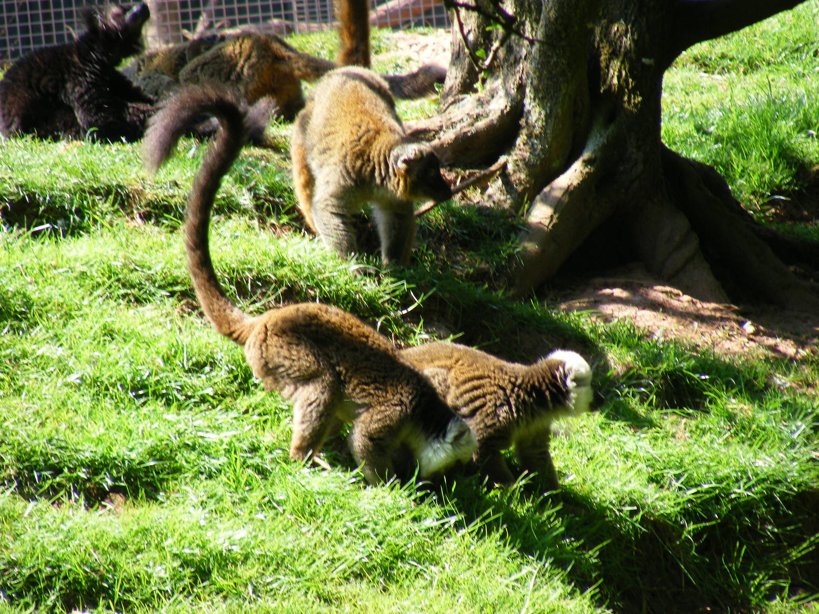 Black lemurs and white-fronted brown lemurs at South Lakes Wild Animal Park