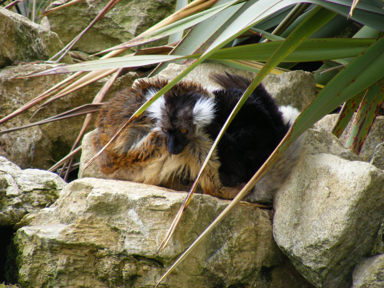 Black lemurs at Cotswold Wildlife Park, 3 May 2010