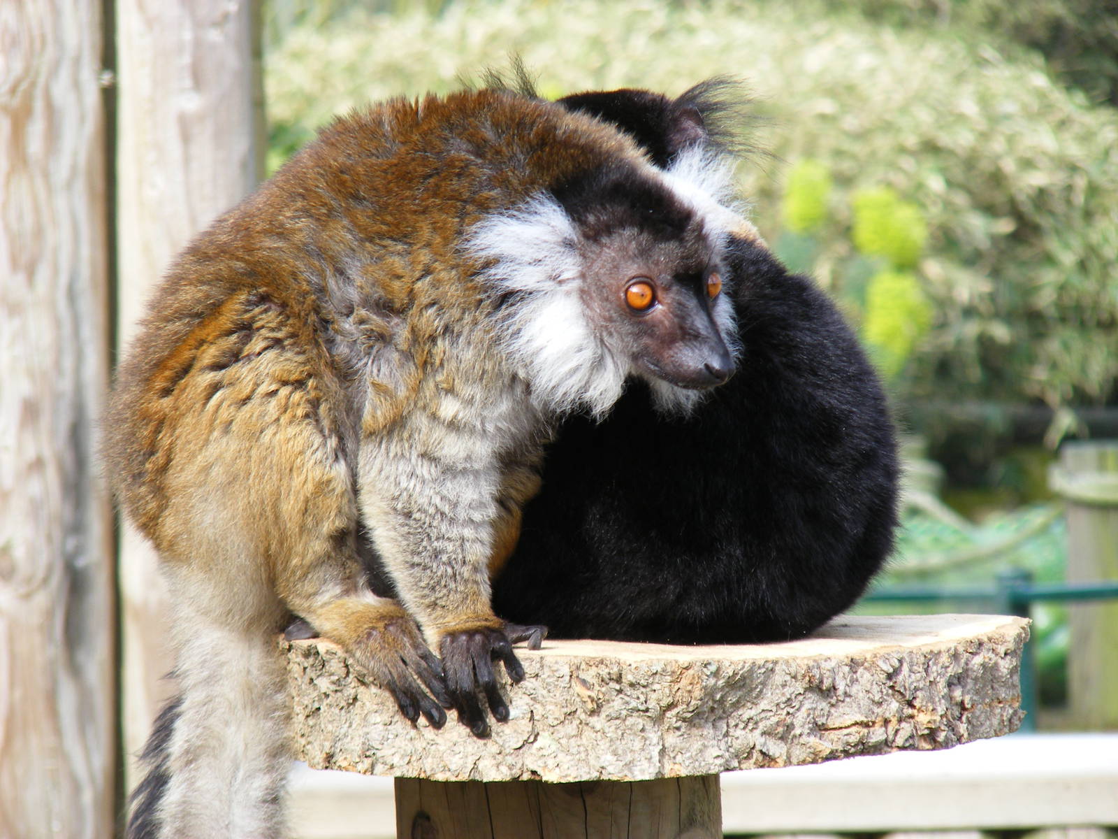 Black lemurs at Drusillas Park, 20 March 2011