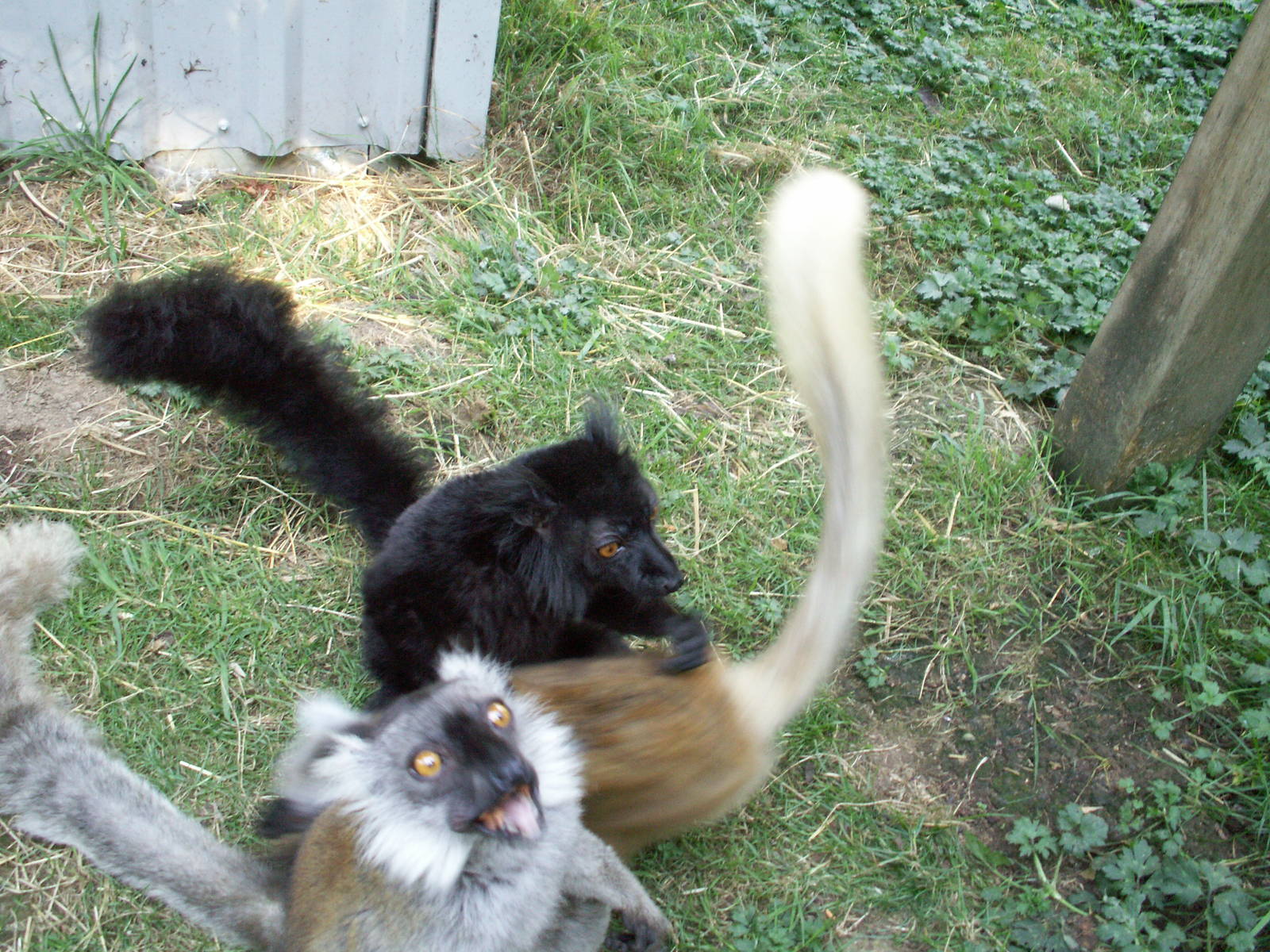black lemurs eating