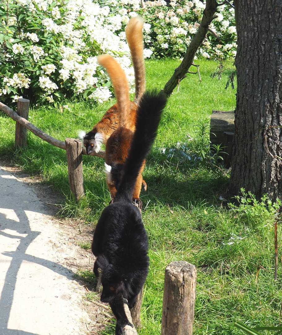 Black lemurs (Eulemur macaco), 2021-07-20