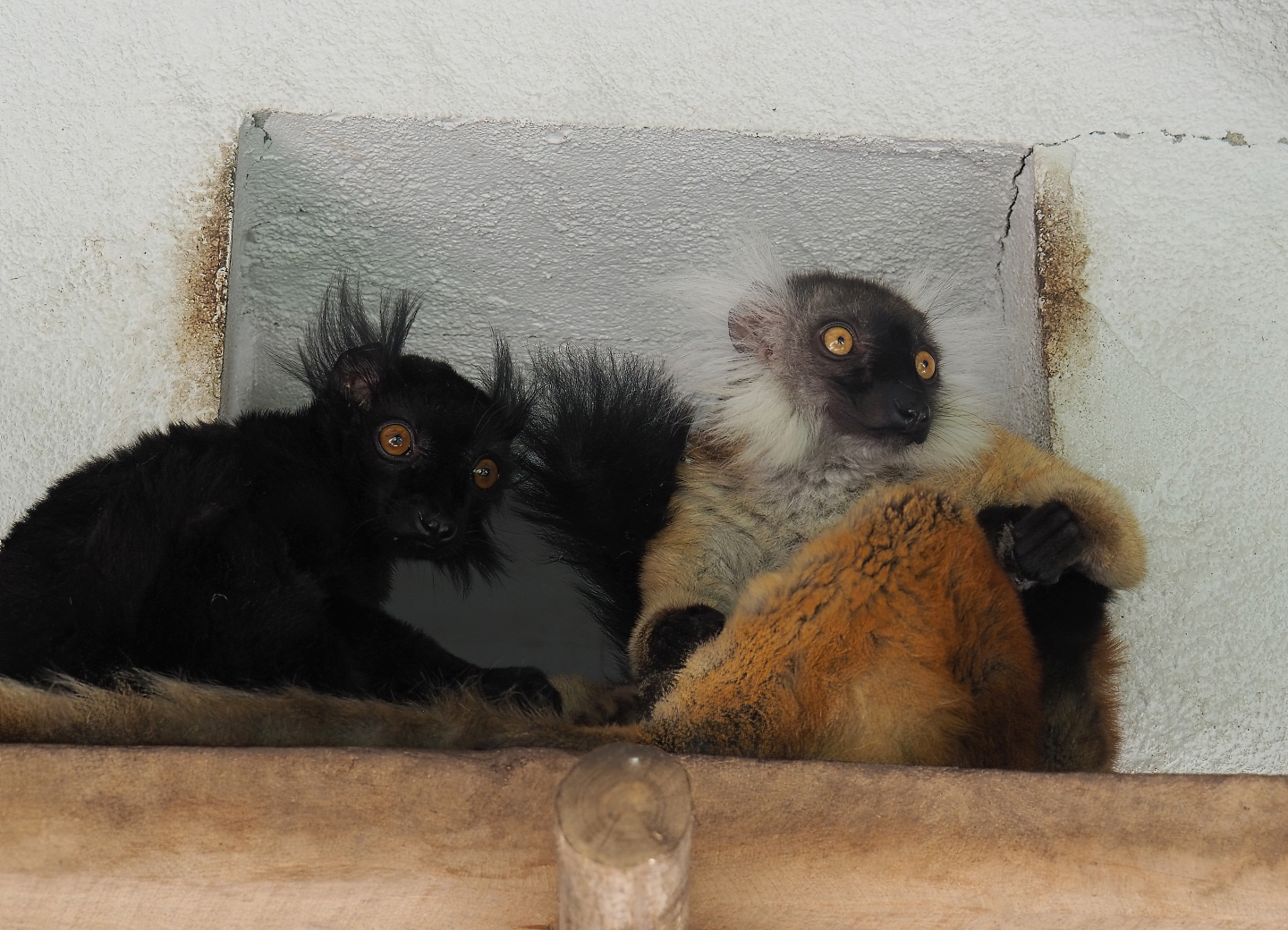 Black lemurs (Eulemur macaco), 2022-07-03