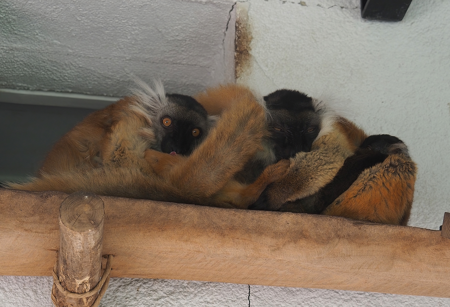 Black lemurs (Eulemur macaco), 2022-07-16