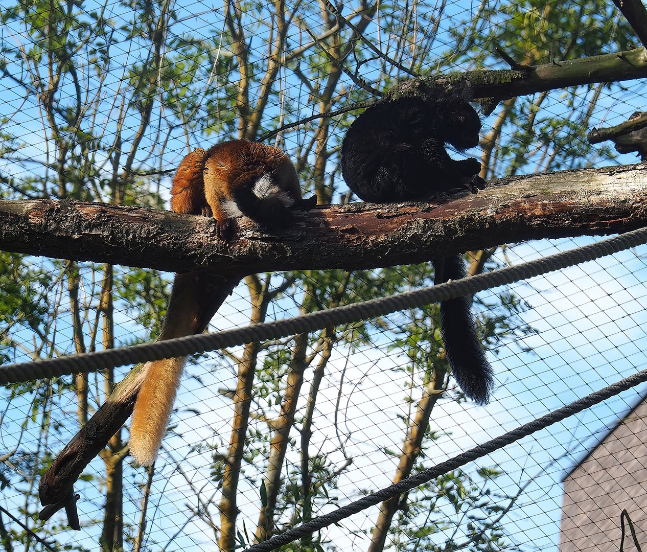 Black lemurs (Eulemur macaco), 2022-09-12