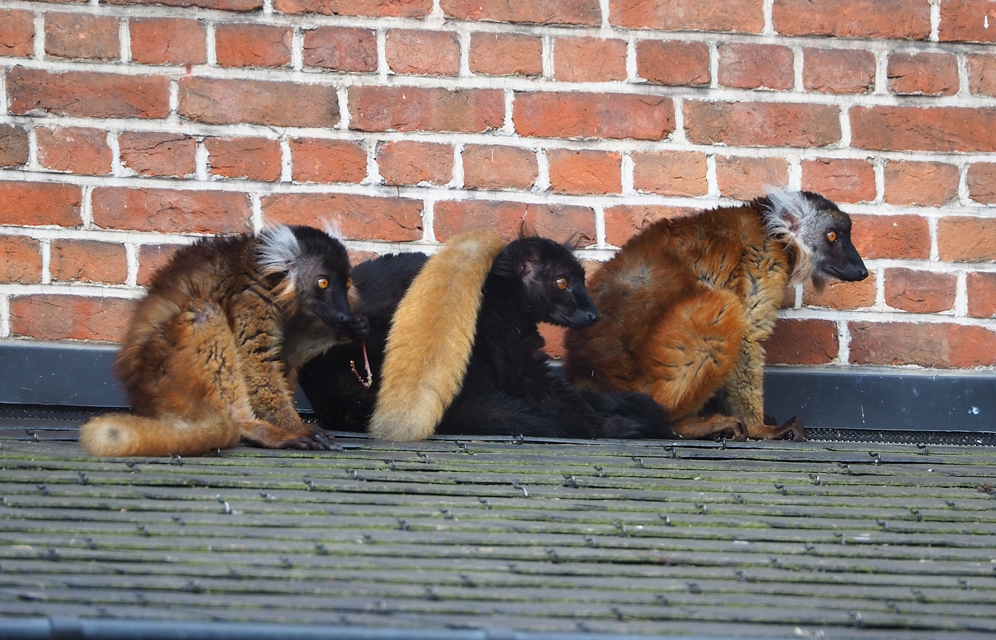 Black lemurs (Eulemur macaco), 2023-04-18