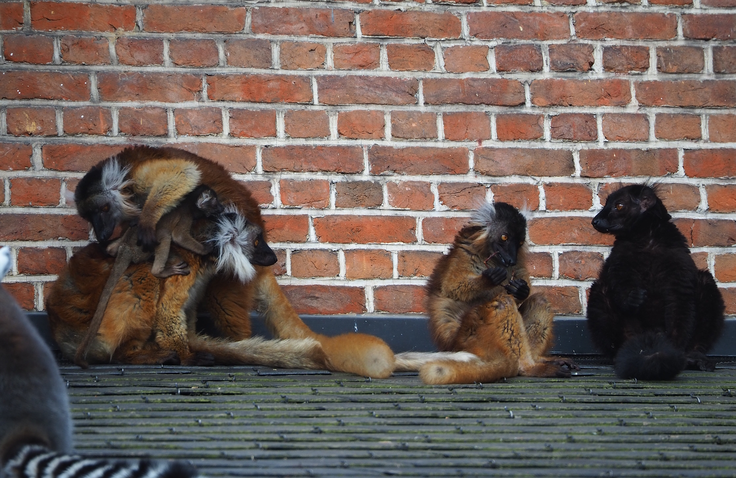 Black lemurs (Eulemur macaco), 2023-04-18