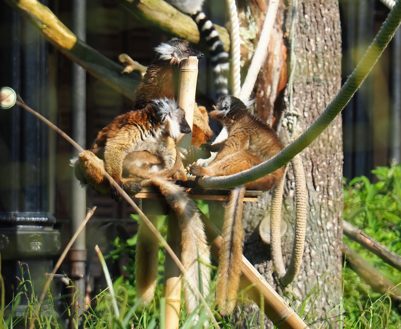 Black lemurs (Eulemur macaco), 2023-05-13