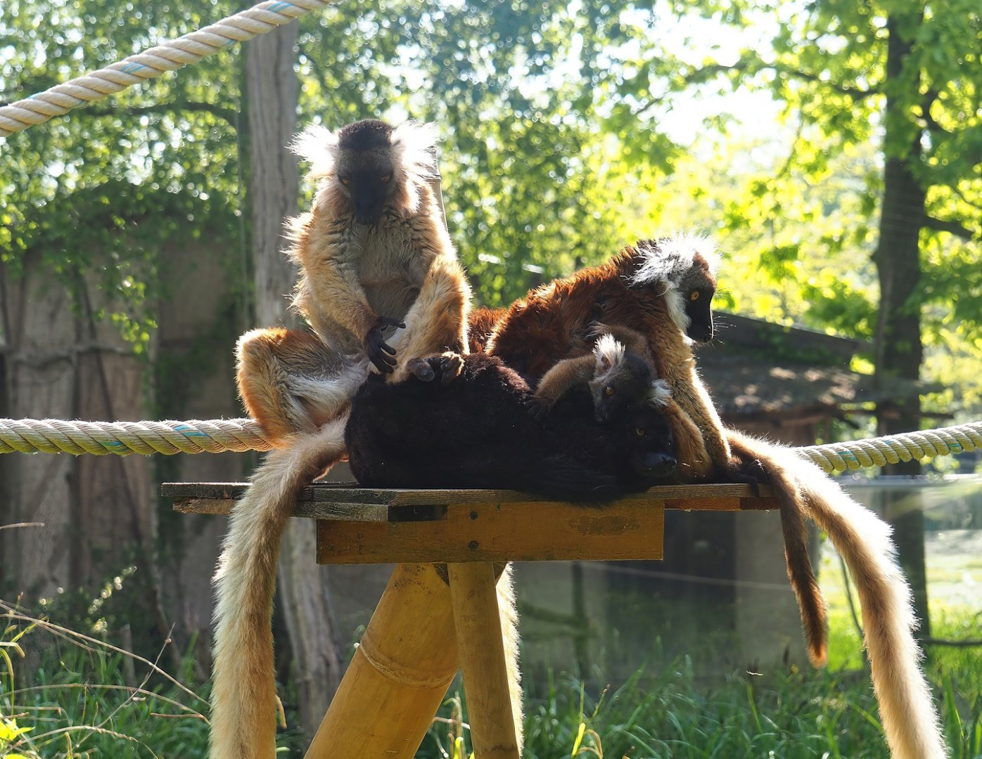 Black lemurs (Eulemur macaco), 2023-05-13