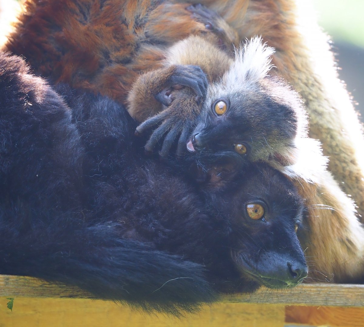 Black lemurs (Eulemur macaco), 2023-05-13